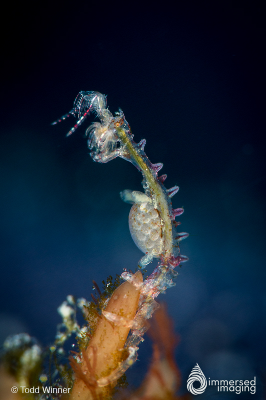 Skeleton Shrimp with Eggs photo by Todd Winner